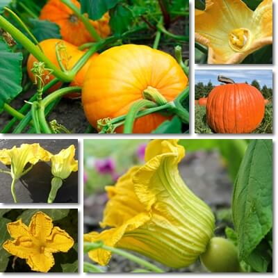 Pumpkin flower health benefits
