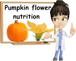 Pumpkin flower nutrition