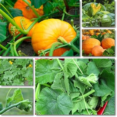 Pumpkin leaves benefits