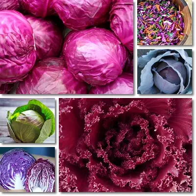 Red cabbage health benefits