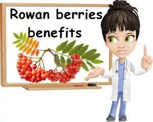 Rowan berries benefits