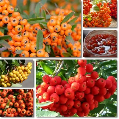 Rowan mountain ash berries