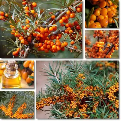 Sea-buckthorn berries