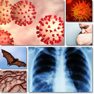 What Is COVID-19 (Coronavirus)? – NatureWord