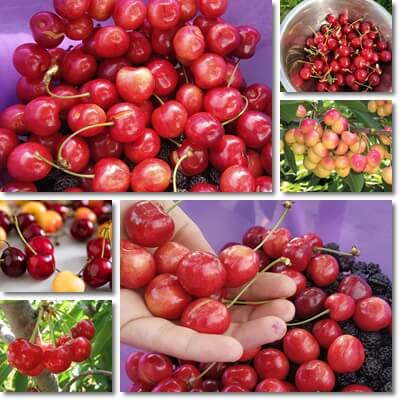 Cherries benefits