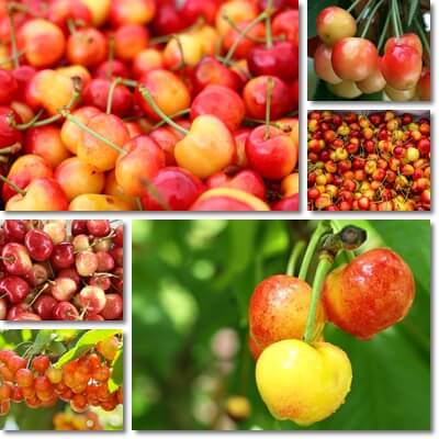 Rainier cherries benefits