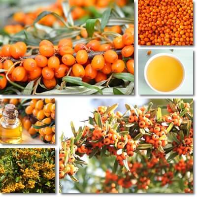 Sea-buckthorn seed oil