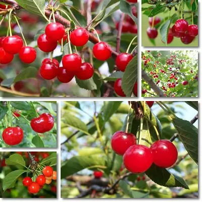 Amarelle cherries benefits