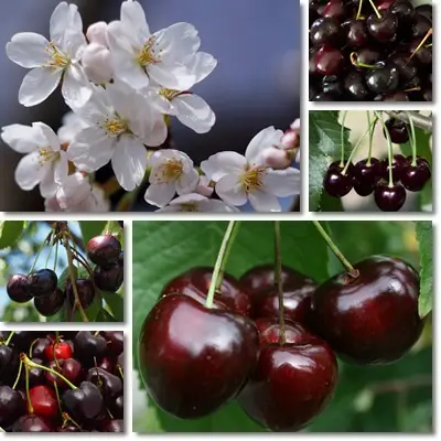 Black cherries benefits