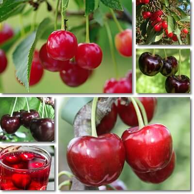 Cherries for arthritis pain