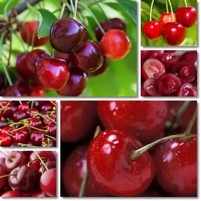 Morello cherries benefits