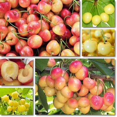 Yellow cherries benefits