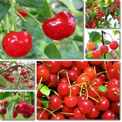 Montmorency tart cherry benefits