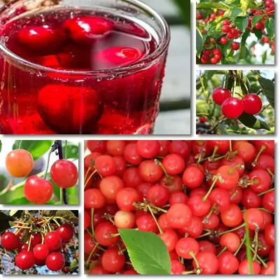 Montmorency tart cherry juice benefits