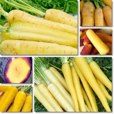 What is a yellow carrot