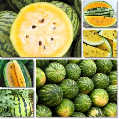 What is yellow watermelon