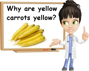 Why are some carrots yellow