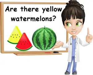 Why are some watermelons yellow