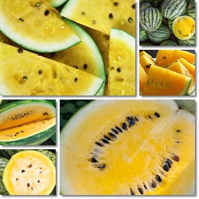 Why are yellow watermelons yellow