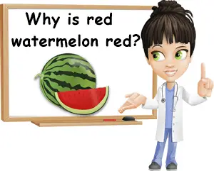 Why is watermelon red