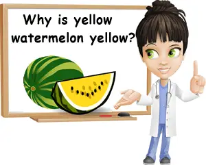 Why is yellow watermelon yellow