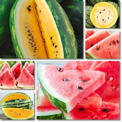 Yellow watermelon versus red watermelon