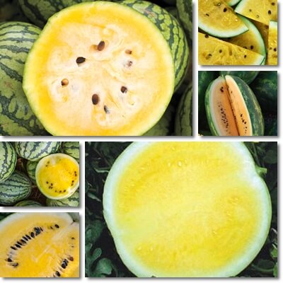 Yellow watermelon