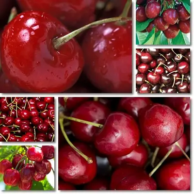 Bing cherries