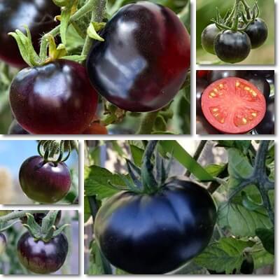 Black tomatoes