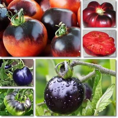 Blue tomato benefits