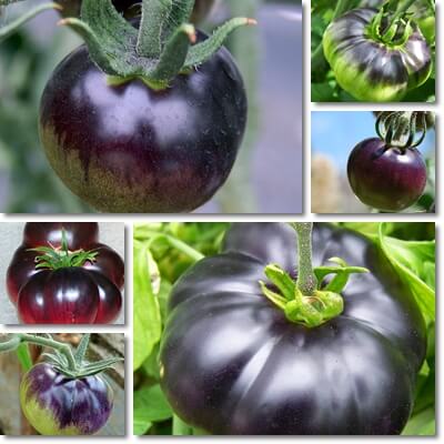 Blue tomatoes