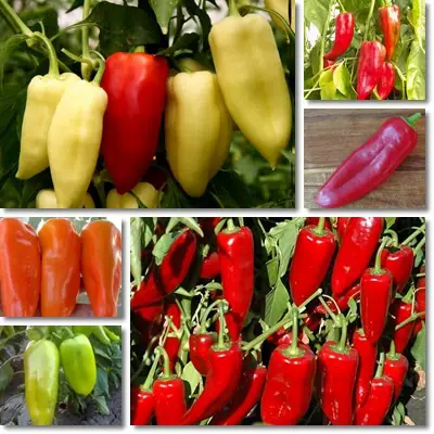 Kapia peppers