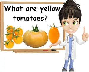 What are yellow tomatoes