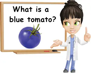 What is a blue tomato