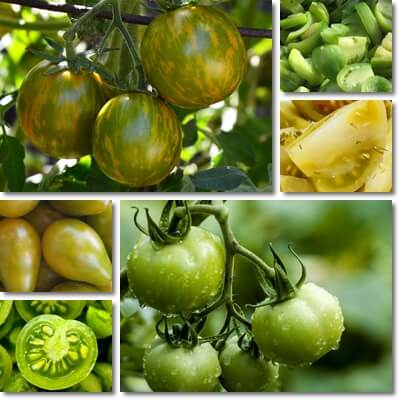 What is a green tomato