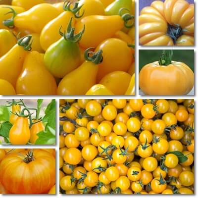 Yellow tomatoes