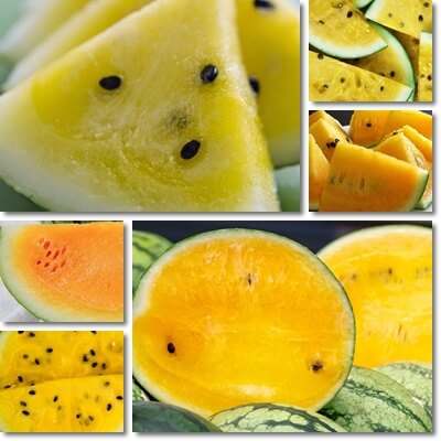 Yellow watermelon health benefits