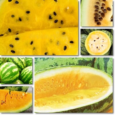 Yellow watermelon seeds