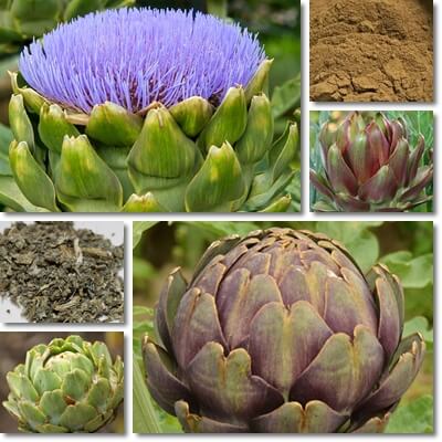 Artichoke extract diabetes