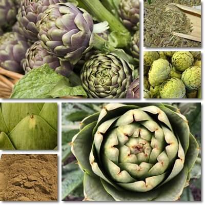 Artichoke for cholesterol lowering