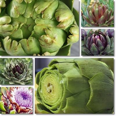 Artichoke leaf extract for weight loss