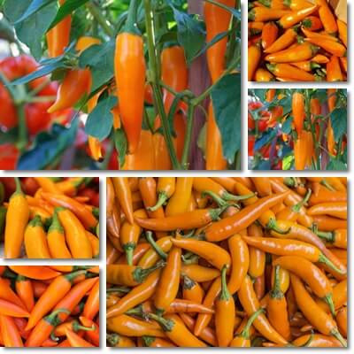 Bulgarian carrot chili pepper