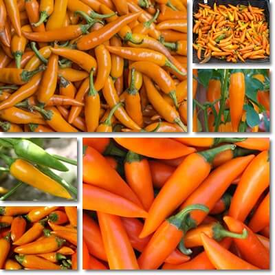 Bulgarian carrot pepper
