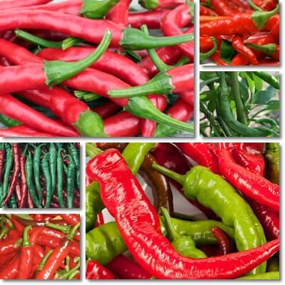 Bulgarian chili peppers