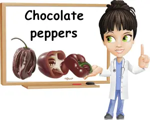 Chocolate peppers benefits