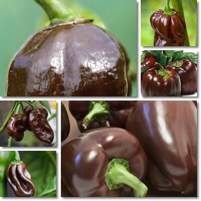 Chocolate peppers