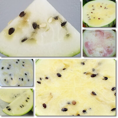 White watermelon benefits