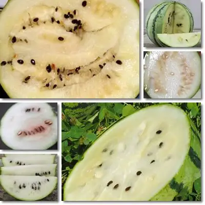 White watermelon