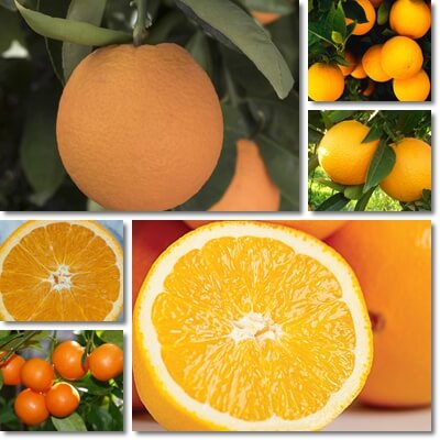 Acidless oranges