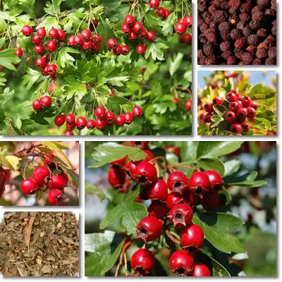 Hawthorn for blood pressure